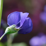 indigo blue plant