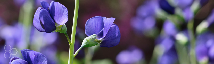 indigo blue plant