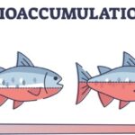 PFAS bioaccumulate