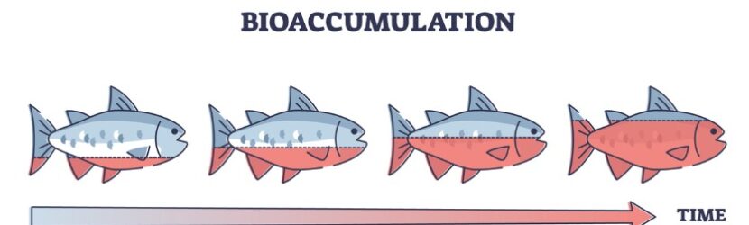 PFAS bioaccumulate